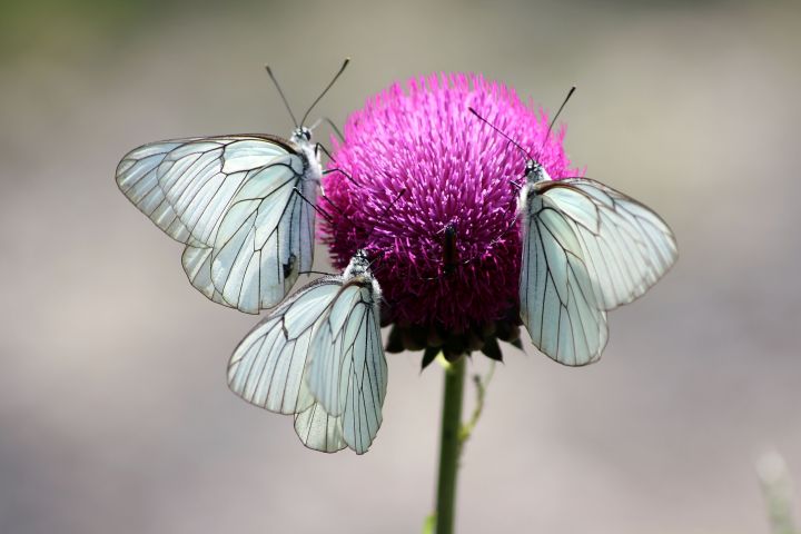 Assembramenti di farfalle